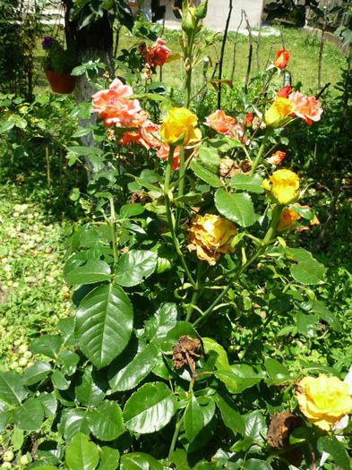 10533101_776505255703675_2980806271724046942_n 10533101_776505255703675_2980806271724046942_n