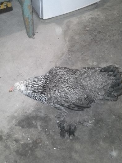 20140921_102927 - pui herminat inchis 2014