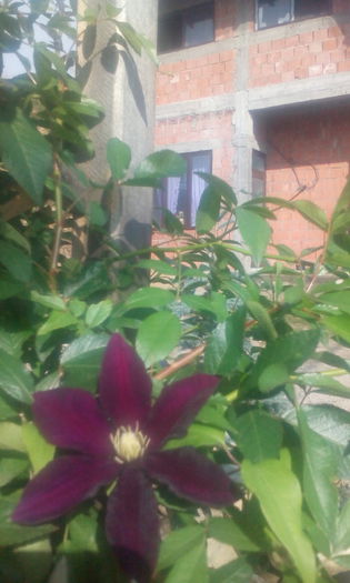 IMG_20140921_101906[1] - CLEMATIS NIOBE