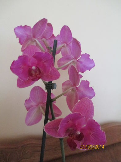 phale roz cu fundita 2014.09.21