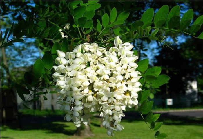 Agaţ - 2-1  Regionalisme din MM