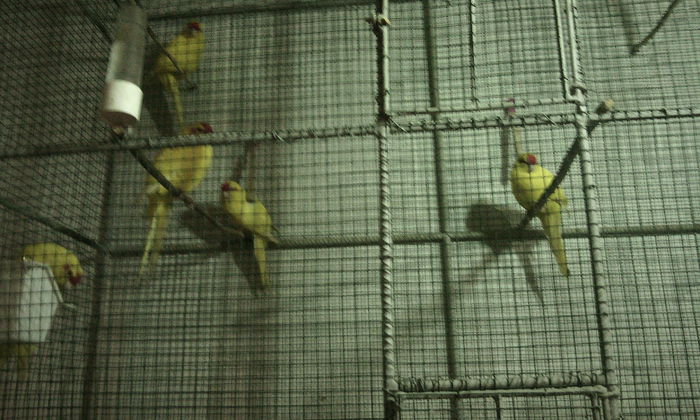 IMG_20140920_223222 - PAPAGALI KAKARIKI