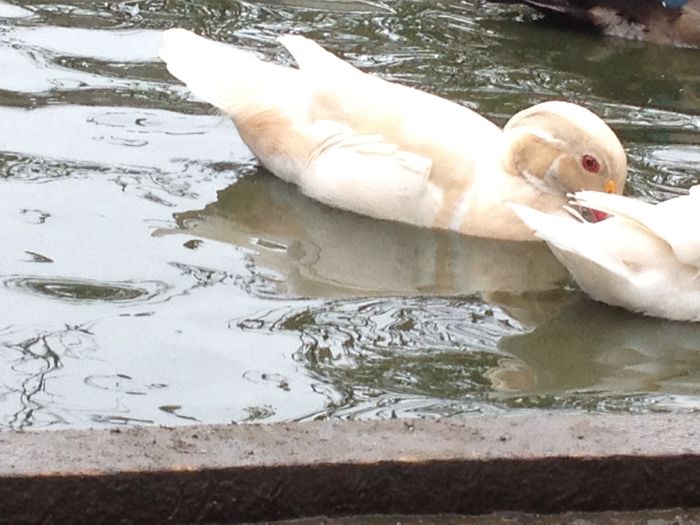 Caroline albe - rata carolin