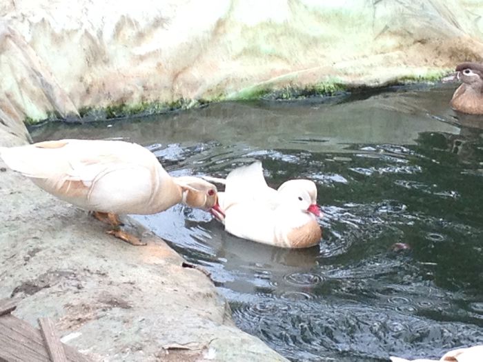 image - rata carolin