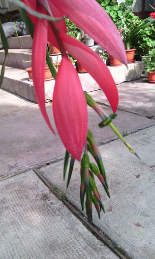 IMG_20140920_141939 - billbergia nutans