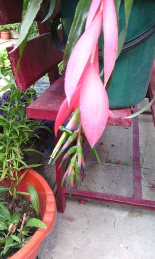 IMG_20140920_141737 - billbergia nutans