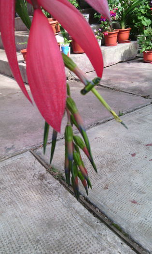 IMG_20140920_141933 - billbergia nutans