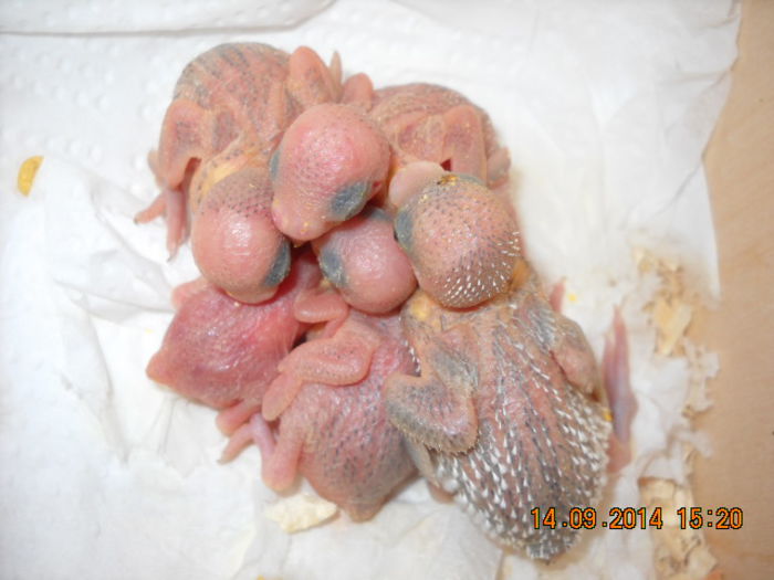 de la o sapptamana ...