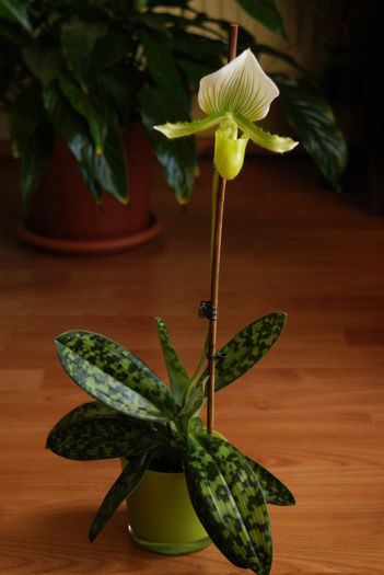 Clair de Lune - Paphiopedilum