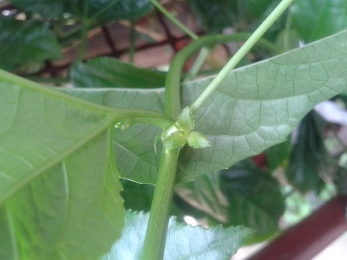 are un micccccc bobocel