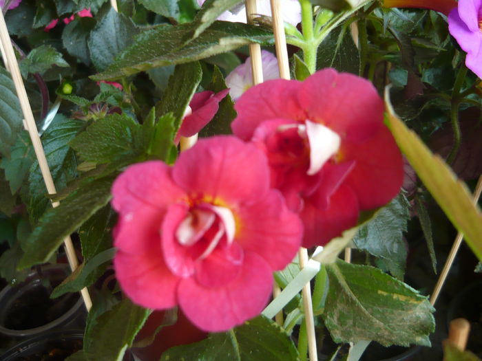 P1070642