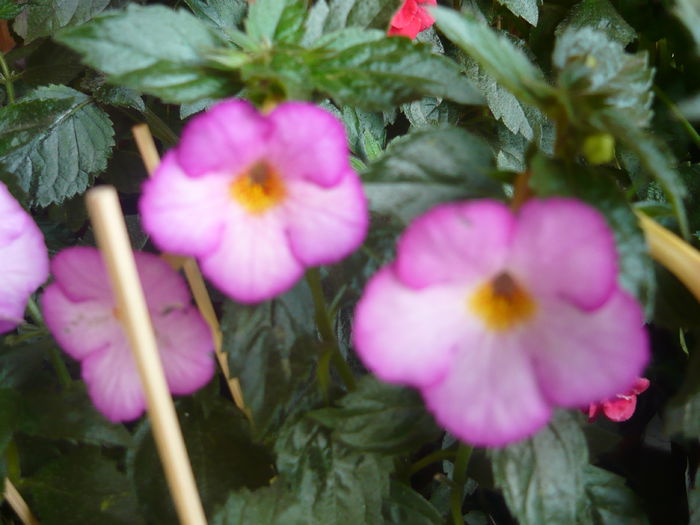 P1070655