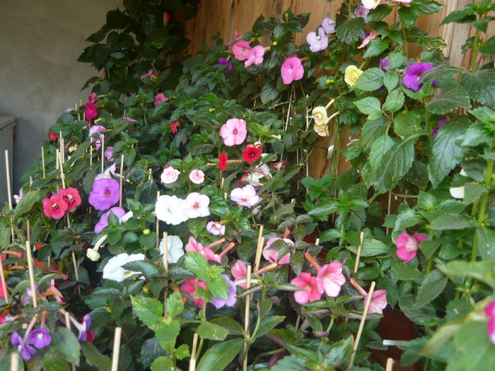 P1070640 - achimenes 2014