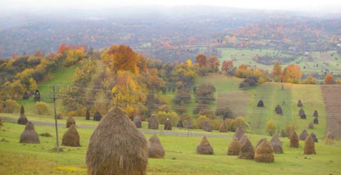 Fîrcitură - 2-1  Regionalisme din MM