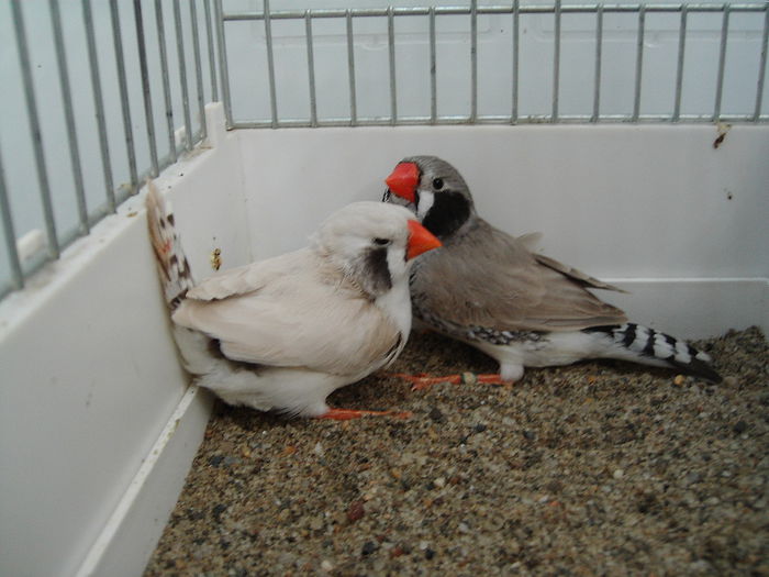 IMG_4703 - Zebre Australiene