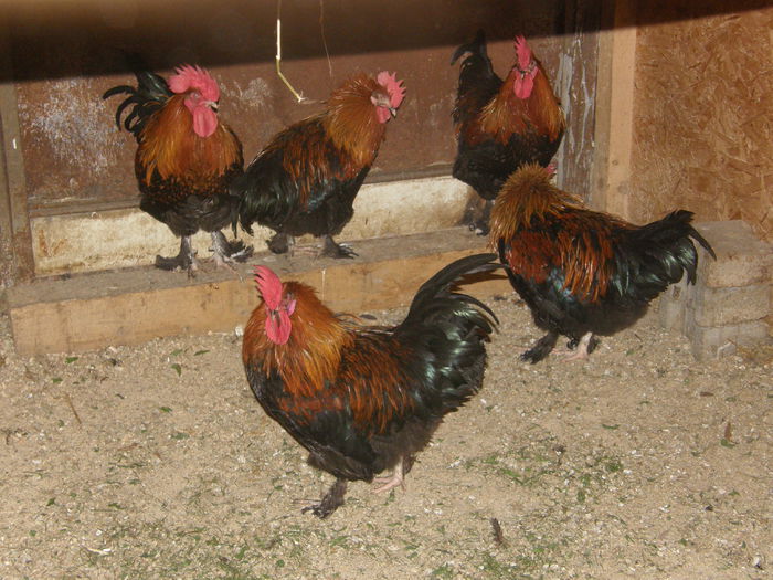 P9170018 - Gaini marans 2014