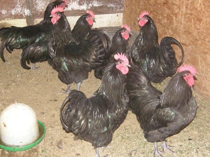 P9170014 - Gaini australorp 2014