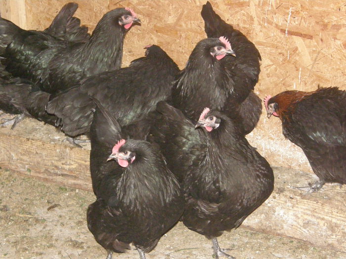 P9170020 - Gaini australorp 2014