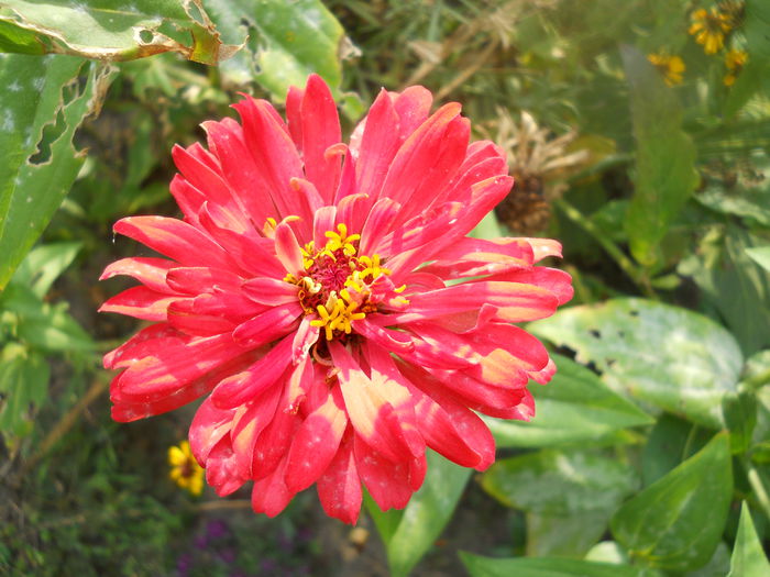 DSCN7007