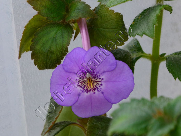 Achimenes Electra - ACHIMENES III