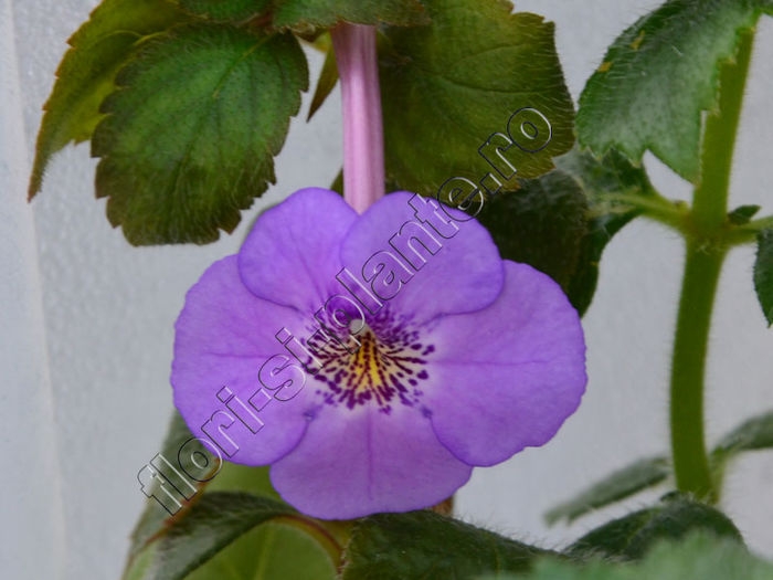 Achimenes Electra - ACHIMENES III