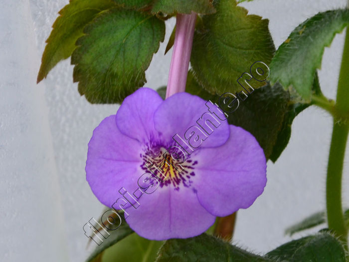 Achimenes Electra - ACHIMENES III