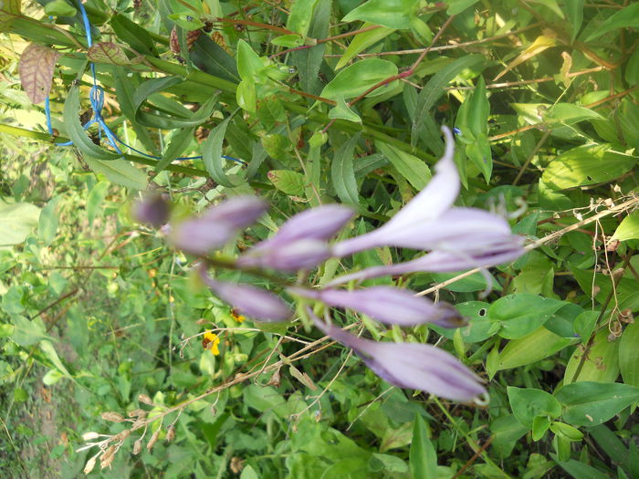 DSCN7021