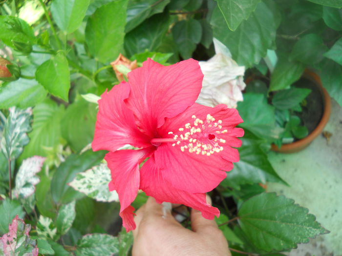DSCN7026