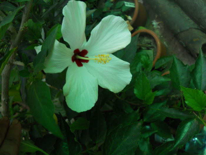 DSCN7029