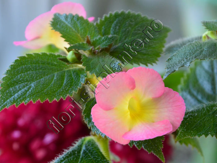 Achimenes Strawberry Lemon - ACHIMENES III