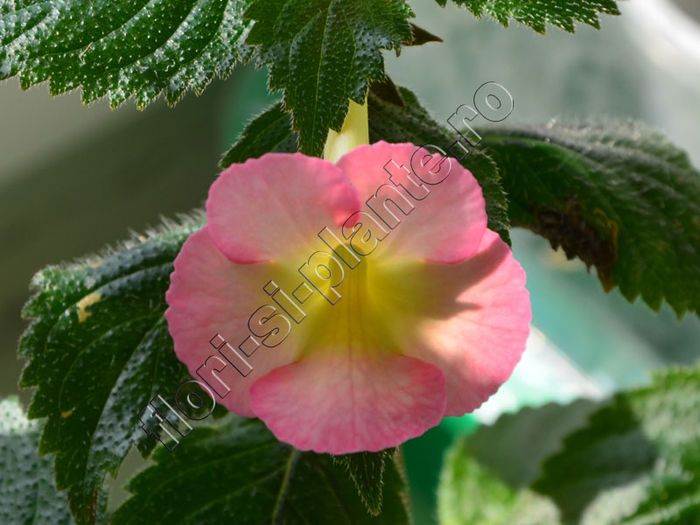 Achimenes Strawberry Lemon - ACHIMENES III