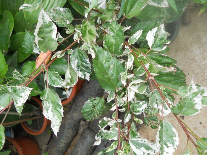 DSCN7044