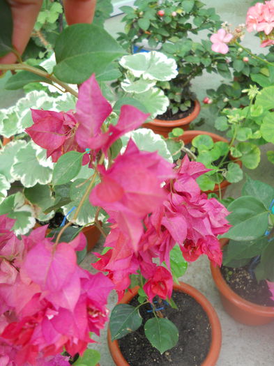 DSCN7047