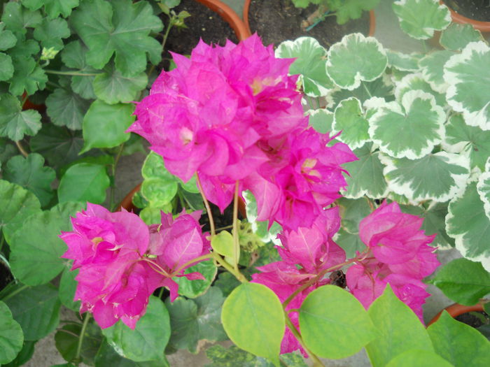 DSCN7049