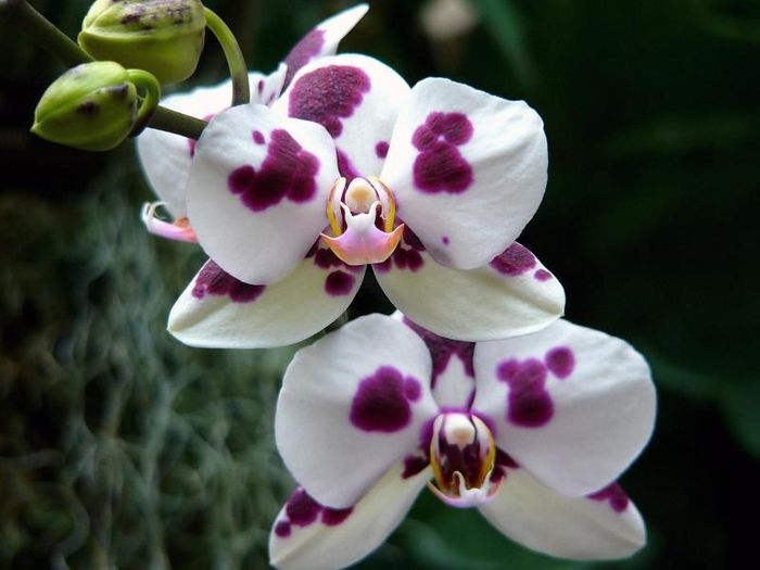 orhidee-andi - Florii si buchete