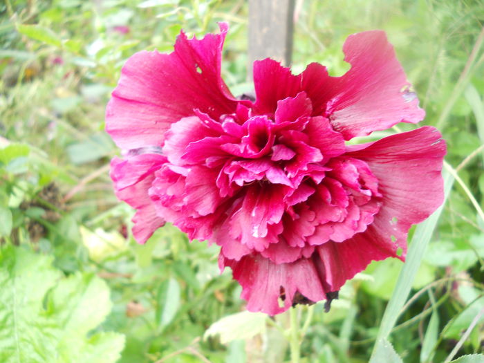 DSCN7066