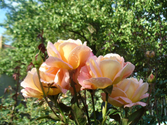 Rosemary Harkness - Butasi roze 2014