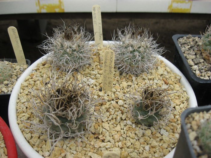 Picture 040 - Szigetvari Jozsef