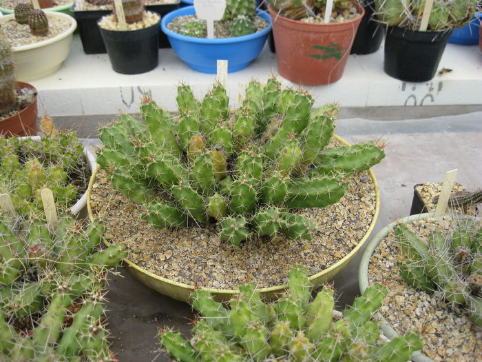 Picture 060 - Szigetvari Jozsef