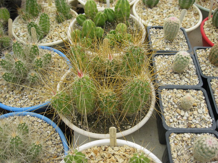 Picture 072 - Szigetvari Jozsef