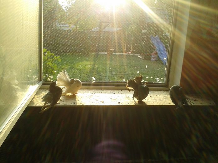 20140921_174318 - noua voliera-germania