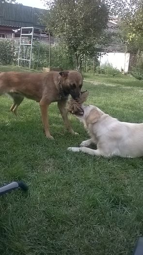 WP_20140817_16_42_43_Smart - CIOBANESC MALINOIS