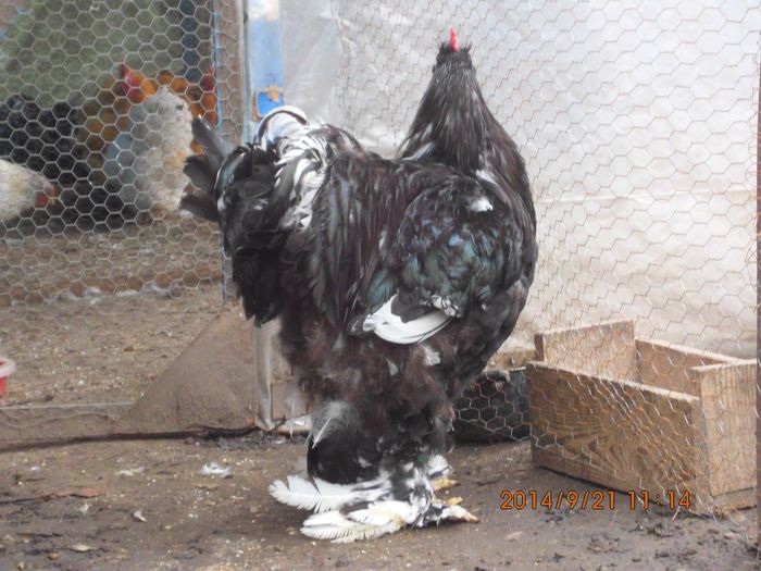 10365655_1542088342691632_8718169054114386889_o