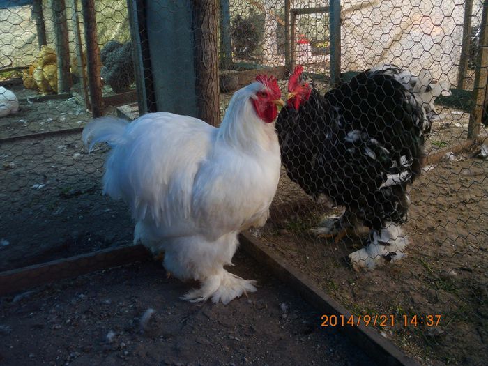 10467110_1542088996024900_3265673985716111145_o