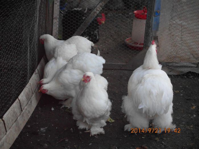 10548143_1542172739349859_2035008190404947819_o