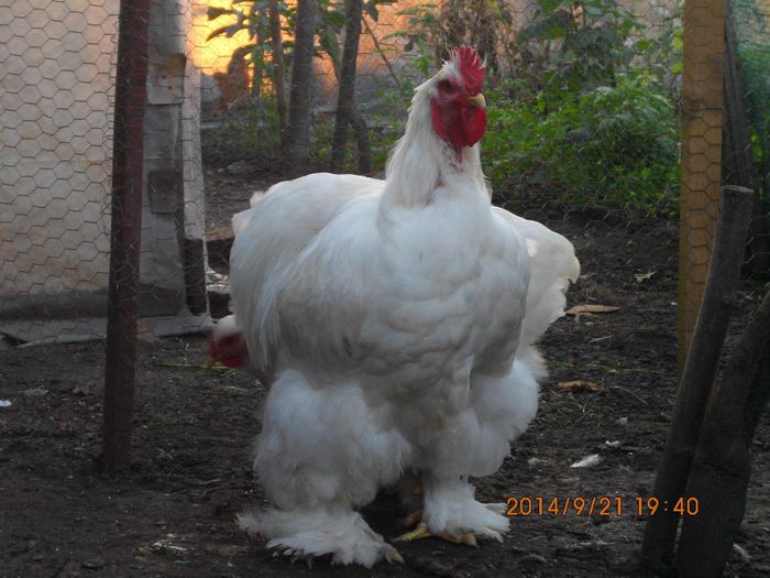 10648545_1542172549349878_7443905930376191466_o