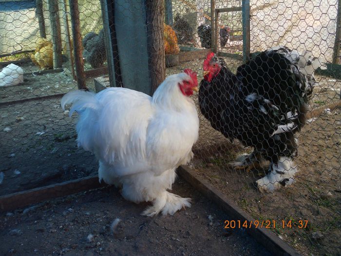 10679651_1542172592683207_3358995639711814779_o