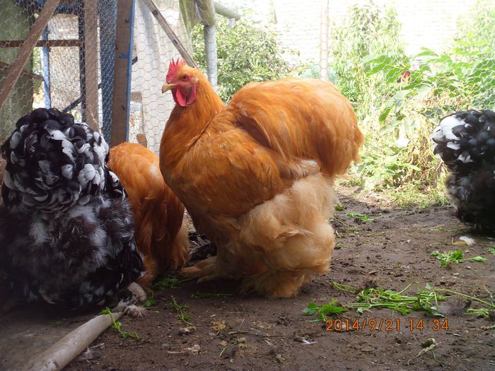 10470946_1542088962691570_4619273932282952729_o