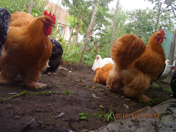 10620258_1542088632691603_3800252960131363940_o