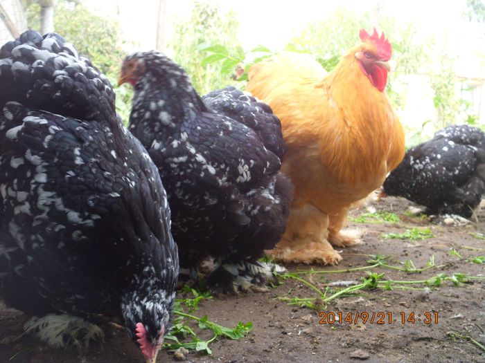 10700377_1542088356024964_8843200957561787376_o